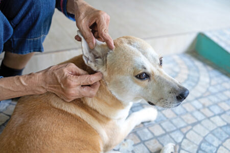 Hands of asian woman is checking for fleas and ticks in the dog